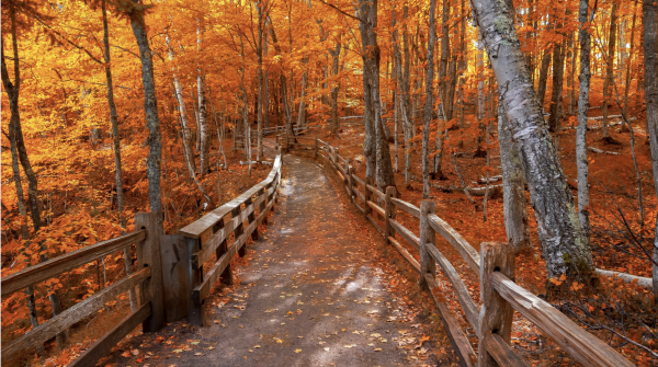 Fall in Michigan